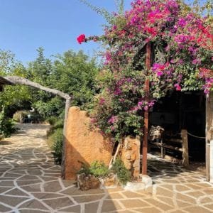 Spiridi Olive Oil Farm