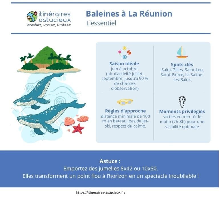 Itinéraires Astucieux - Baleines à la Réunion _ Infographie