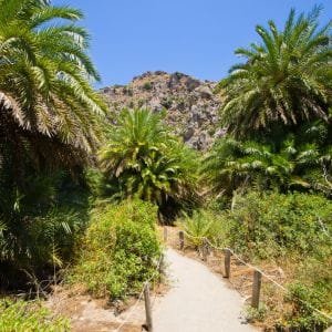 forêt de palmiers de Preveli